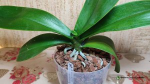 Пересадка фаленопсиса Champion lightning