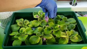 Хлороз на листьях фиалок! От некачественного грунта пострадали детки и взрослые розетки.