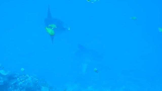 Bali Mola-mola & Manta Trip 2014
