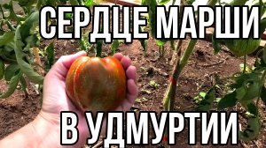 Томат Сердце Марши.