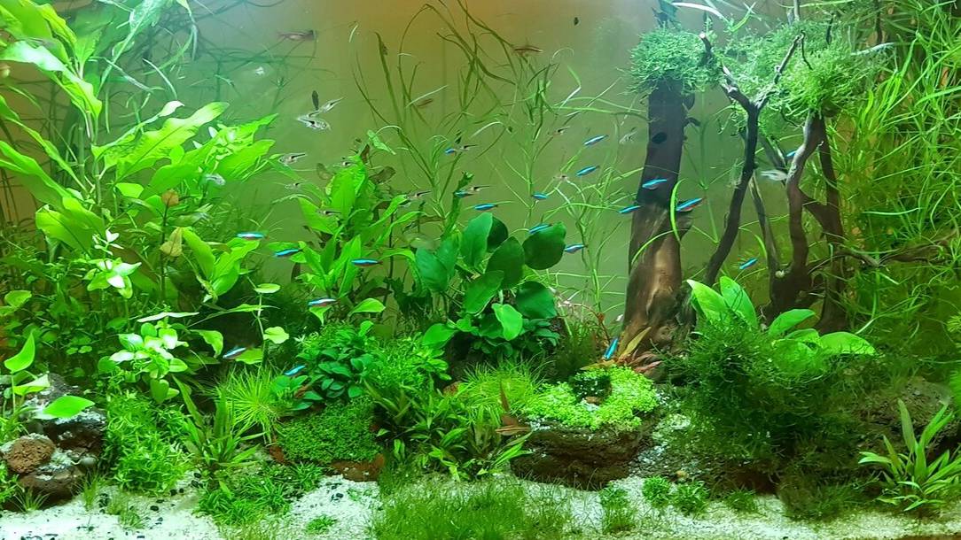 Аквариум своими руками Правильно сделать аквариум для петушков Фильтр и флейта смотреть онлайн