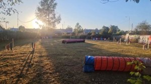 Французский бульдог в аджилити