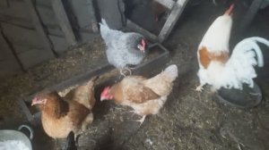 Жизнь в деревне - Январь. Хроника дня. Про кур, и другое