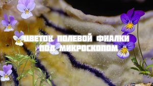 Полевая фиалка под микроскопом| цветок под микроскопом