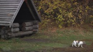 " Соглашайся хотя бы ...  "  Музыкальная шкатулка