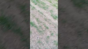 Озимый канадский ячмень. хамбер