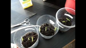 Выращивание рассады перцев