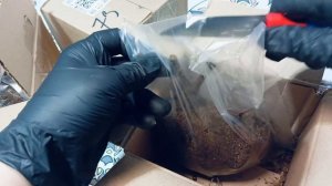 Распаковка срезочных хризантем. 🌿