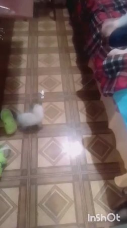 летучя мышь напала на меня и хочет съесть ( озвучка жучки)
