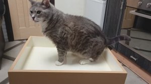 Песочницы и котики