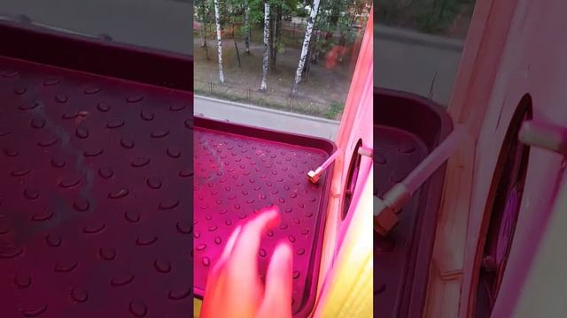 Как разрослась мята #огороднабалконе #огородныедела #подпишись #садогород