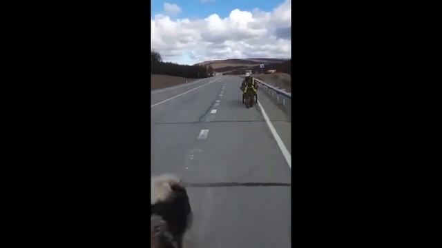 Семён Скрепецкий    Я сижу цежу бояру  Перезалив