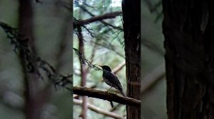 дрозд белобрюхий поёт?🤔#птицы #птица #birdlover #birdwatching #birds #クロツグミ