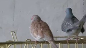 Бриллиантовые горлицы