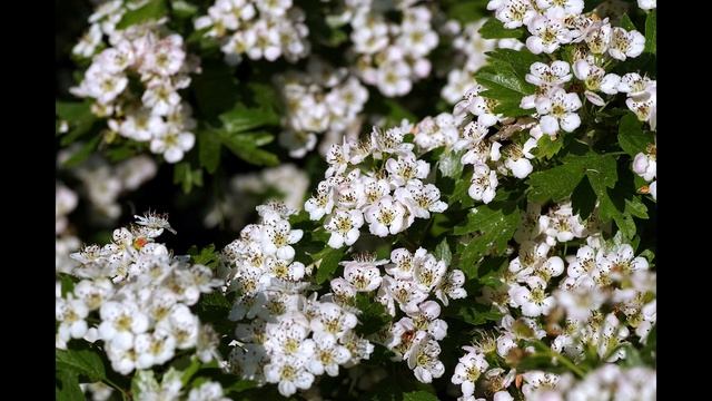 Повреждение сердца, Кардиомиопатия вызванное диабетом, Боярышник смотреть онлайн