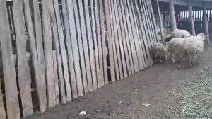 Бараны на откорм и племя