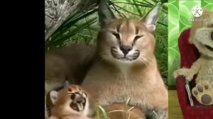 шлёпа и шлёпка поют под музыку