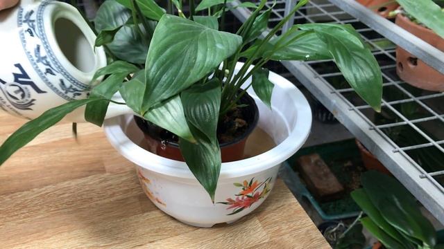 You May Not Know! Plants Are Healthy And Flowers Are Blooming More Than Ever смотреть онлайн