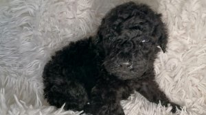 Девочка пудель