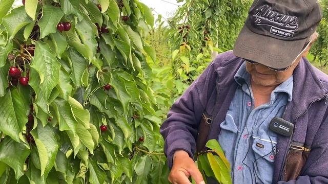 Обзор черешни сорта Грейс Стар. Посаженый на подвое ВСЛ-2 по методу UFO. смотреть онлайн