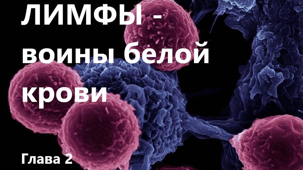 Лимфы. Воины белой крови. Глава 2. Школа лимфоцитов. Урок первый.