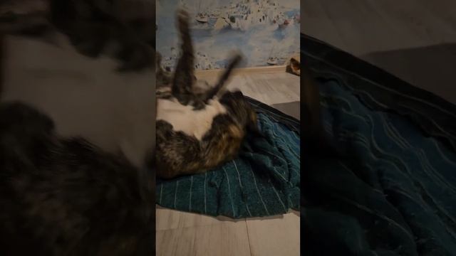 Когда постирали любимый коврик и на нем не осталось родного запаха. Исправляем #дондастин