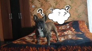 Замарака?