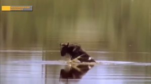 Жаныбарлар дуйносу 2019 Кыргыз тилинде