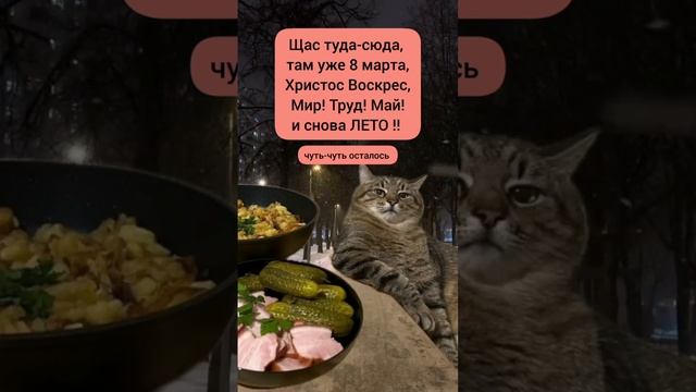 Ещё не много и 8 марта. #прикол #смешнойкот #ржака #мем #смешныекоты #смех #приколыскотами#ржака