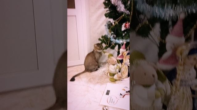 Кот Ефим желает на Рождество всем добра.