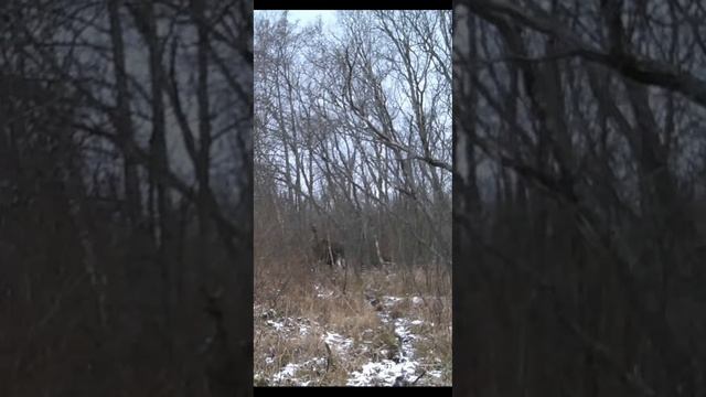 Летящей походкой.