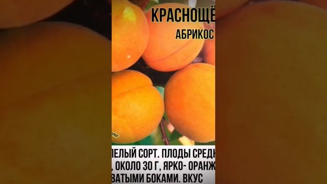 Всегда рады видеть вас в нашем питомнике по адресу п.Выгоничи,ул. Советская д97 тел +7(961)105-32-92