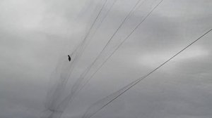 Ловля птиц орнитологической сетью 12.10.18 утром и вечером