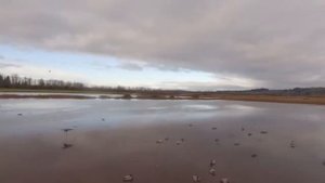 Охота на утку. Лучшие налеты