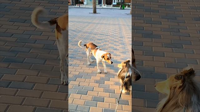 Уличные животные в Египте 🐕🇪🇬 Реальность, о которой молчат #путешествия #2025 #египет #хургада
