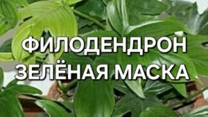 Филодендрон Зеленая Маска