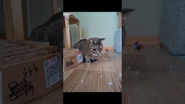 🐾 Подборка кошачьих жизненных моментов, запечатленных на фото❤️🩷❤️