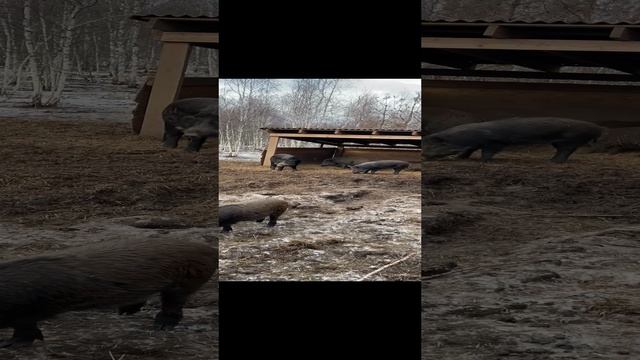 08-01-2025 Охота на кабана