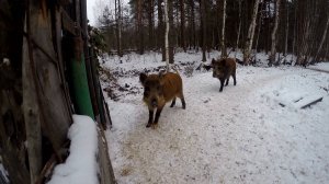 В Шатуре и Северном Чистом. 18 ноября 2016