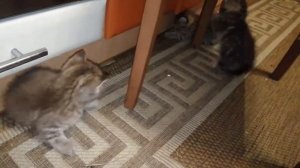 Братики котики