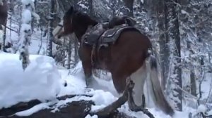 Охота в Прибайкалье Берлога