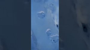 тигр  в биробиджане