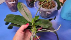 28.08.24.режем Орхидею Лиодоро..и ждём детку 😍 упал Биг лип🤣 его тоже пересадим!