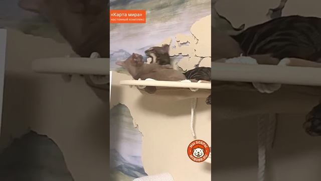 Настенный игровой комплекс для кошек «Карта мира» от Мы Бобры