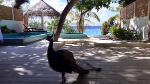 Malahini Kuda Bandos Resort rooms view🛖🦚🌱🌴🌷🌻🏝