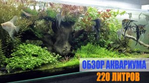 Обзор аквариума на 220 литров + случай про скалярий