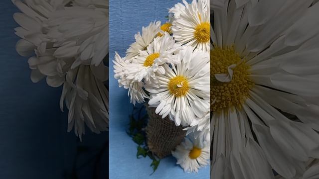 Садовые хризантема Вологодское кружево  #черенкихризантемы #цветы