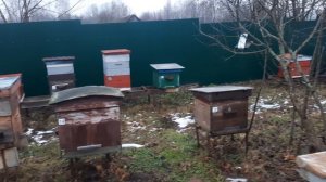 8 января. Матки сеют.