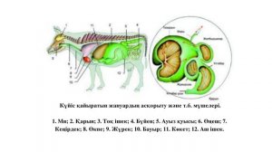 ЖАНУАРЛАРДЫҢ АСҚОРЫТУ ЖҮЙЕСІ. 8-СЫНЫП. БИОЛОГИЯ