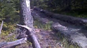 Раненая птица- в руки не давалась...